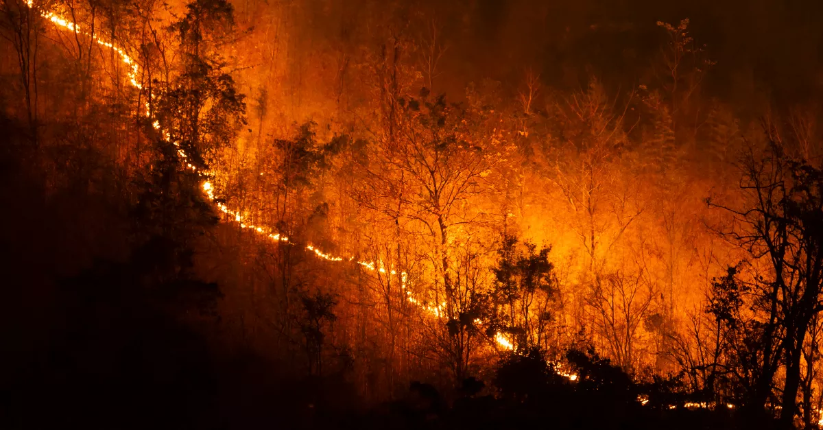 Wildfire