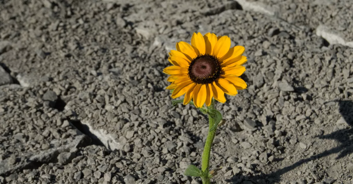 flower growing through the pavement to symbolize resilience