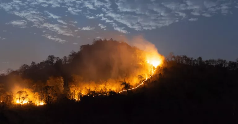 Wildfire
