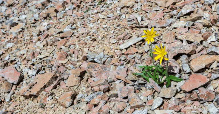 flowers growing among rubble to symbolize operational resilience