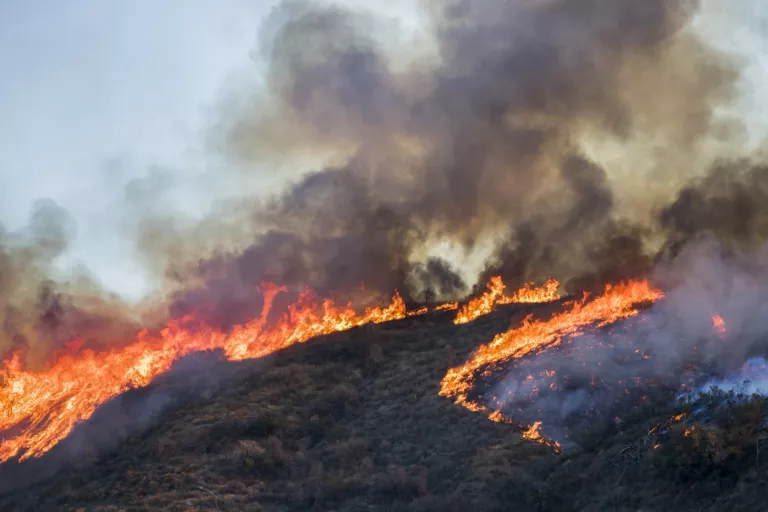 Wildfire
