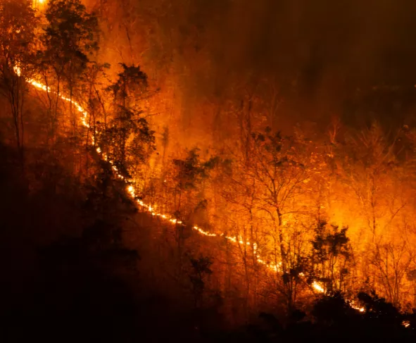 Wildfire